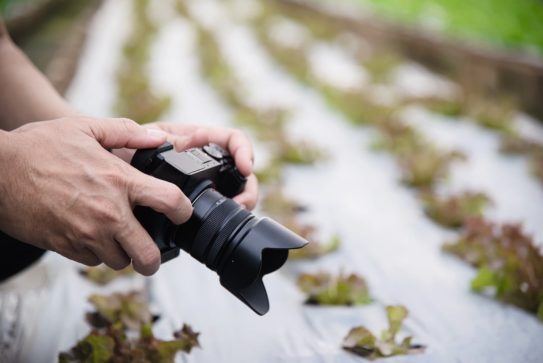Photographe prenant en photo des salades