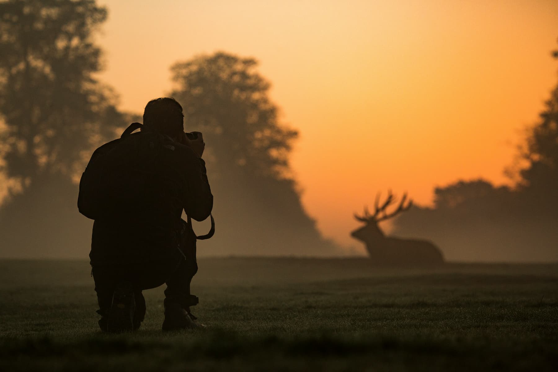 Photographe prenant une photo d'un cerf